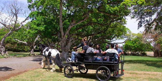 Horse carriage ride in the north of mauritius (5)